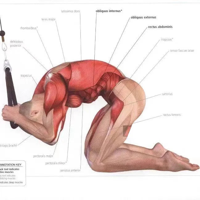 Triceps & Face Pull Rope Handle for Gym